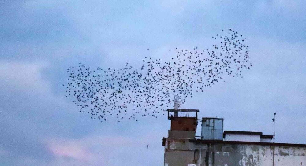 Sığırcık kuşlarının gün doğumu dansı görenleri mest etti