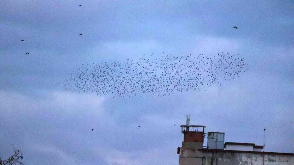 Sığırcık kuşlarının gün doğumu dansı görenleri mest etti