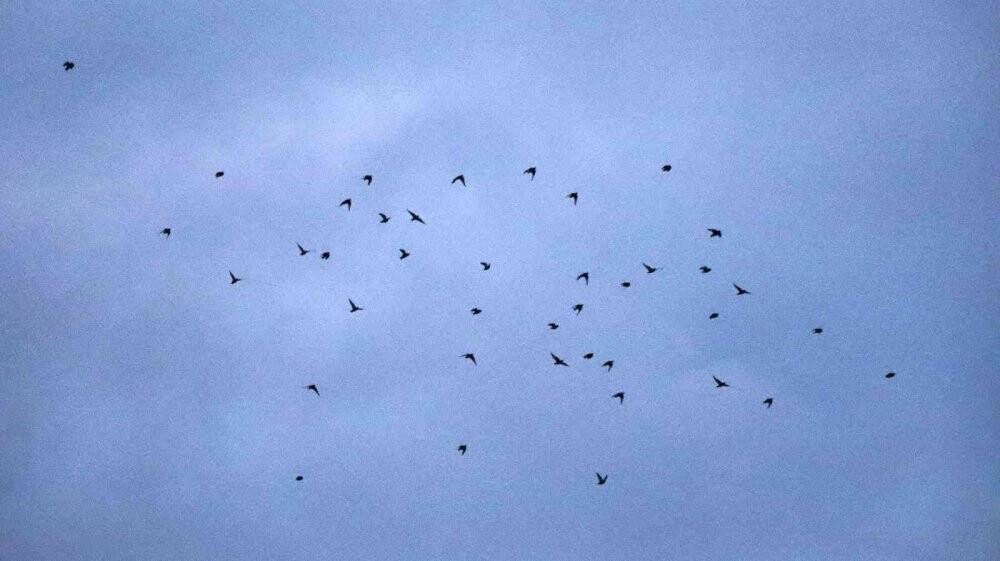 Sığırcık kuşlarının gün doğumu dansı görenleri mest etti