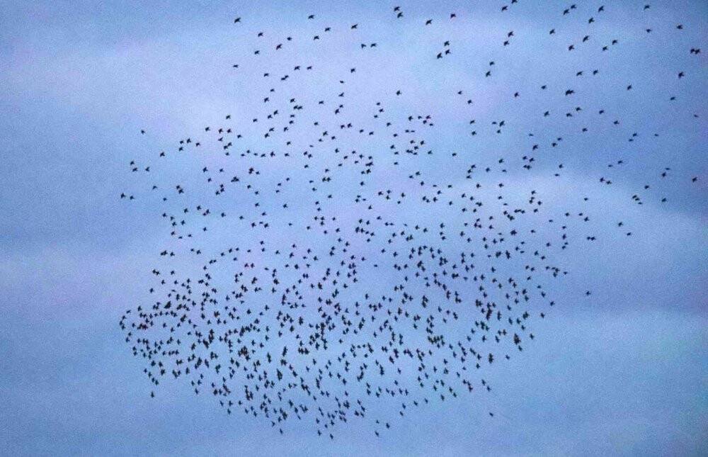 Sığırcık kuşlarının gün doğumu dansı görenleri mest etti