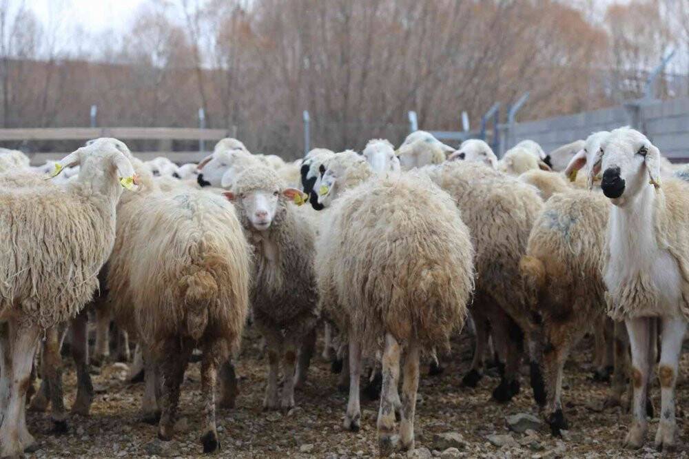 220 koyunu telef oldu, yem firmasından şikayetçi
