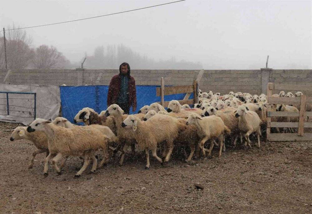 220 koyunu telef oldu, yem firmasından şikayetçi