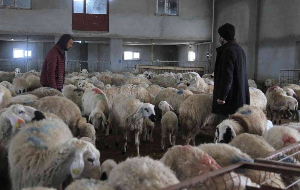 220 koyunu telef oldu, yem firmasından şikayetçi