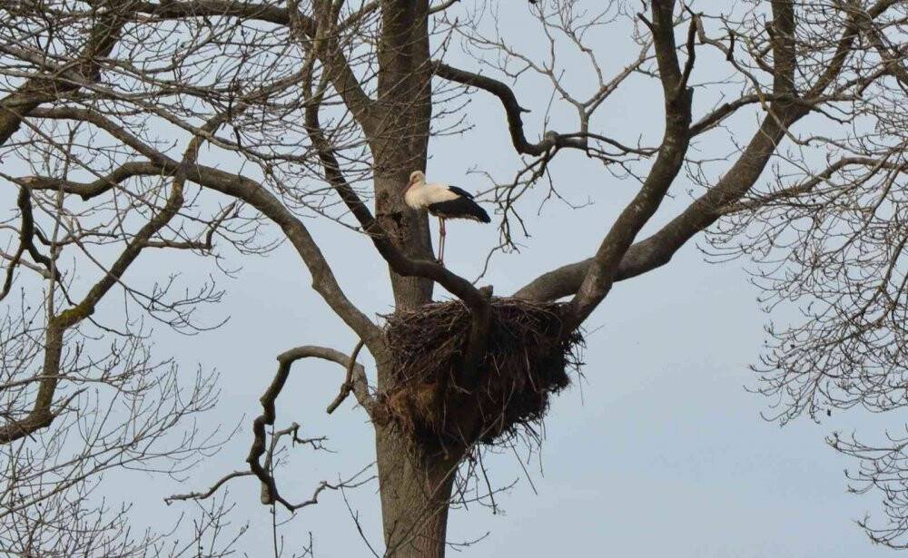 Leyleklerin Türkiye yolculuğu başladı