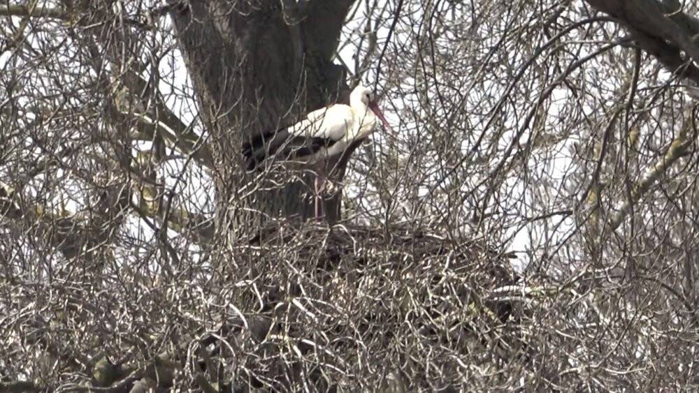 Leyleklerin Türkiye yolculuğu başladı