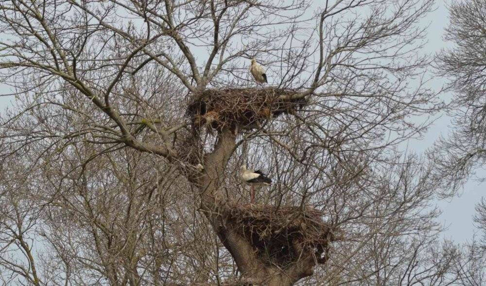 Leyleklerin Türkiye yolculuğu başladı