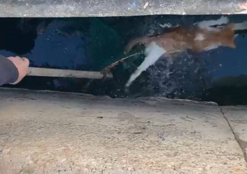 Denize düşen kediyi balıkçılar kurtardı