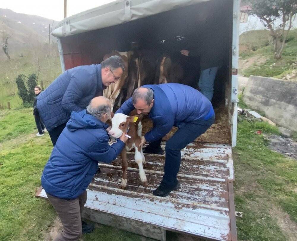 Heyelanda hayvanlarını kaybeden aileye Vali Sonel’den yeni hayvan desteği