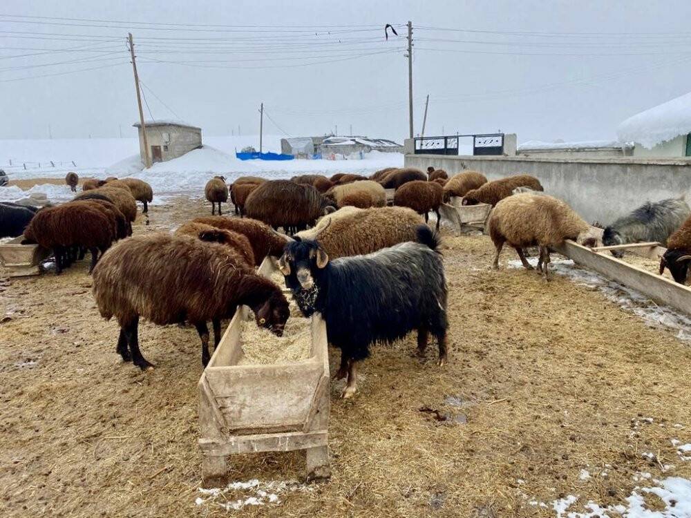 Ağrı’da ilkbaharda da soğuklar etkisini sürdürüyor