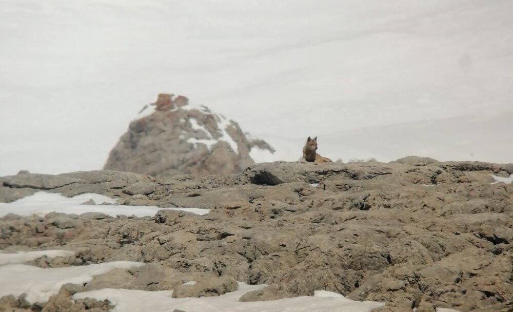 Yaban keçisi sürüsü ile kurtlar aynı karede
