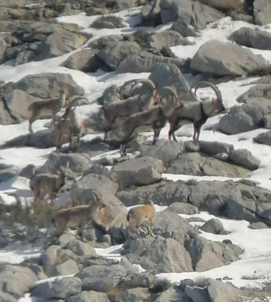 Yaban keçisi sürüsü ile kurtlar aynı karede