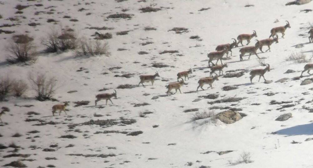Yaban keçisi sürüsü ile kurtlar aynı karede