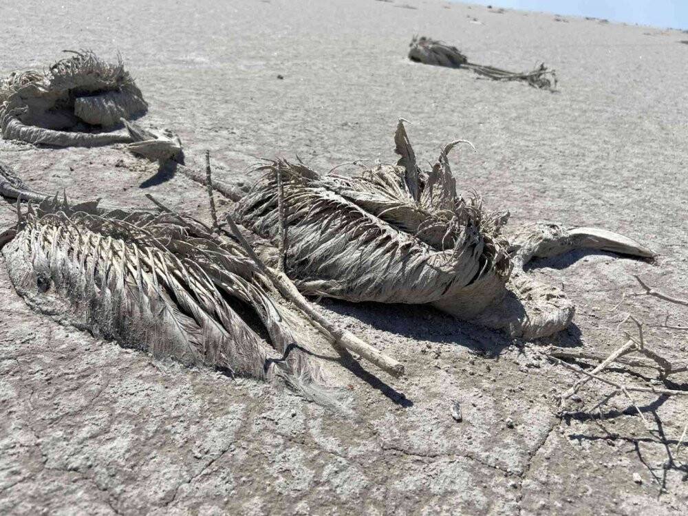 Tuz Gölü’nde Flamingo ölümlerine jandarma önlemi
