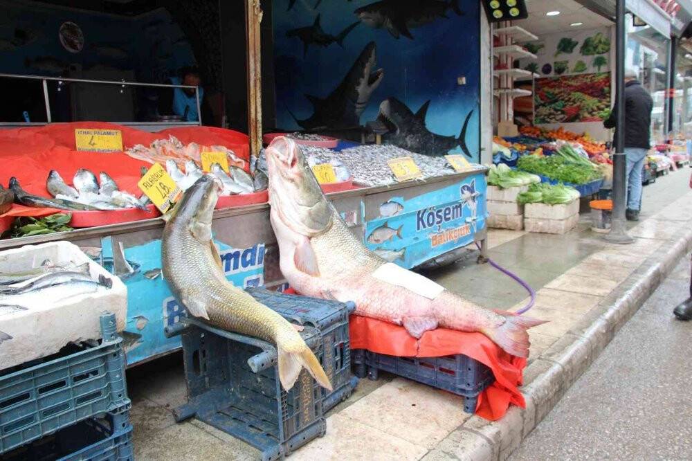 Dev turna balığı 103 kilogram