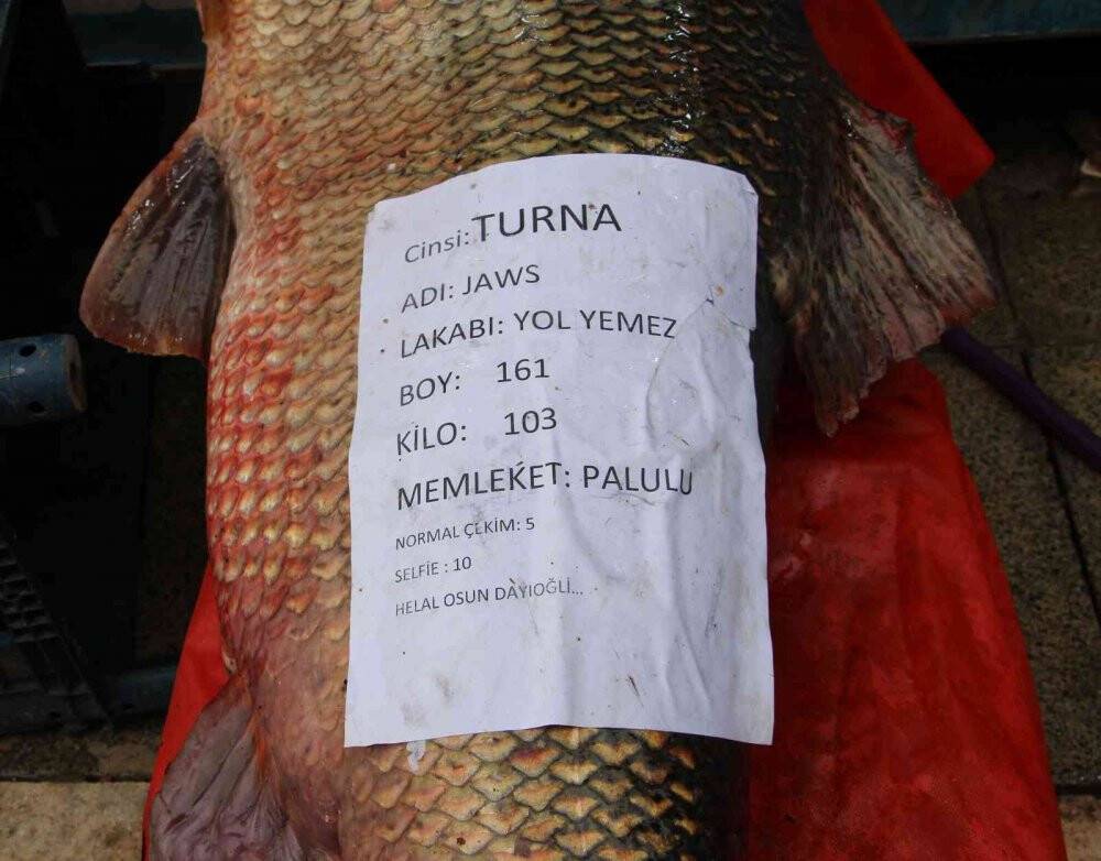 Dev turna balığı 103 kilogram