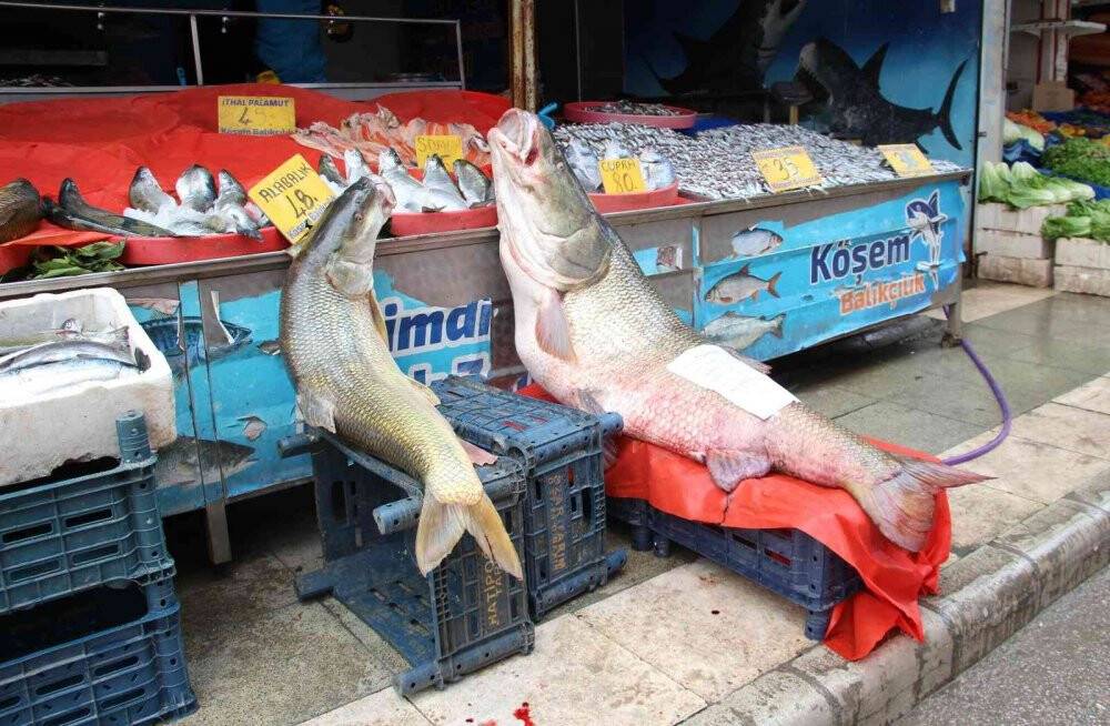 Dev turna balığı 103 kilogram