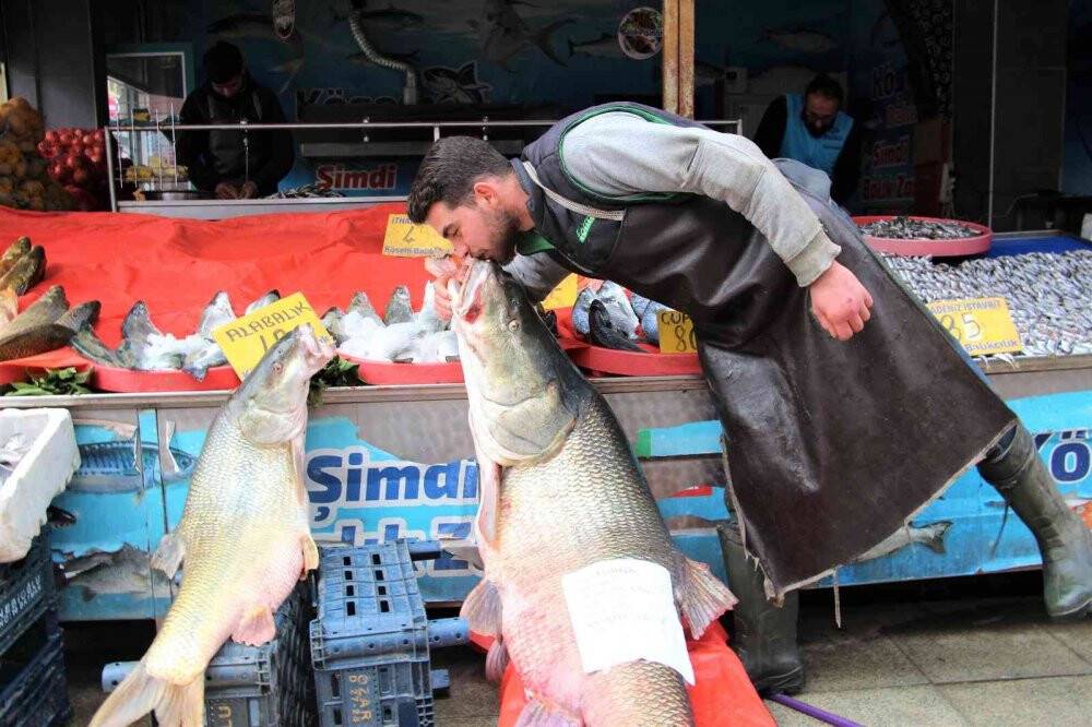 Dev turna balığı 103 kilogram