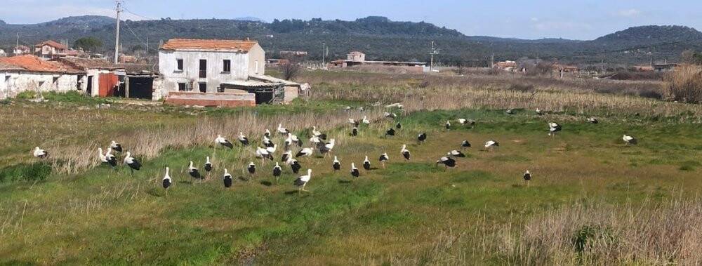 Ayvalık’ı leylekler bastı