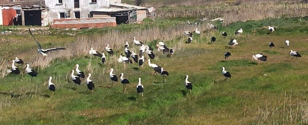 Ayvalık’ı leylekler bastı