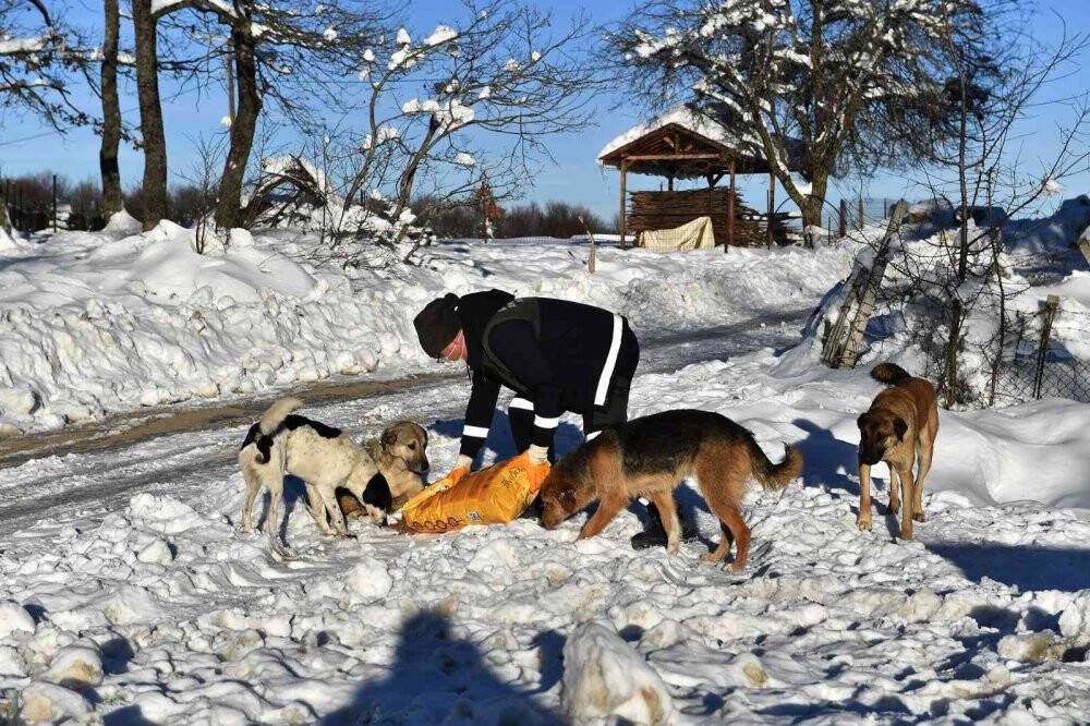Bursa’da 200 binden fazla sahipsiz hayvan var