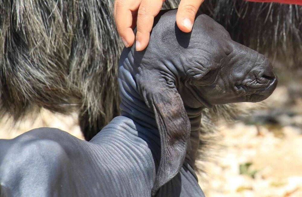 Gören şaşırdı... Tüysüz doğdu