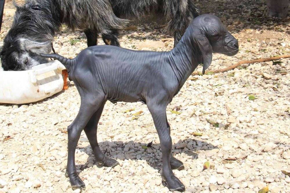 Gören şaşırdı... Tüysüz doğdu