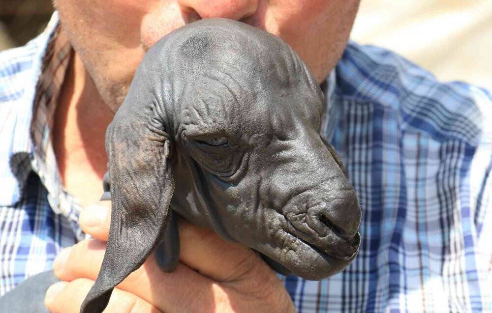 Gören şaşırdı... Tüysüz doğdu
