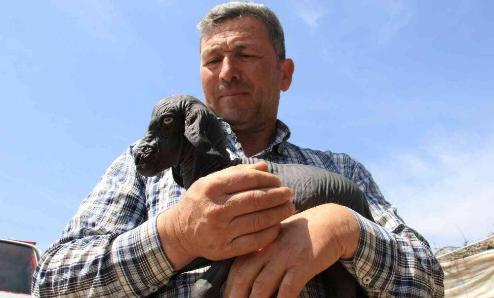 Gören şaşırdı... Tüysüz doğdu