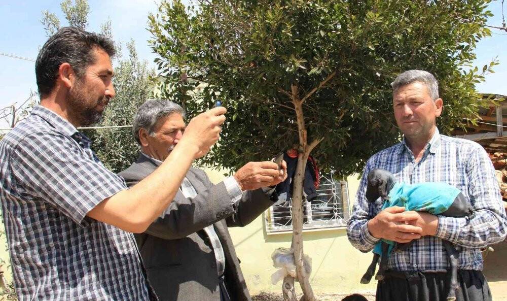 Gören şaşırdı... Tüysüz doğdu