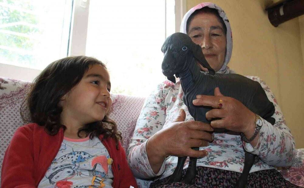 Gören şaşırdı... Tüysüz doğdu