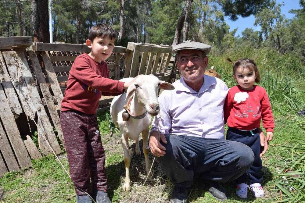 Koyun kırkma işinden günlük 2 bin TL kazanıyor