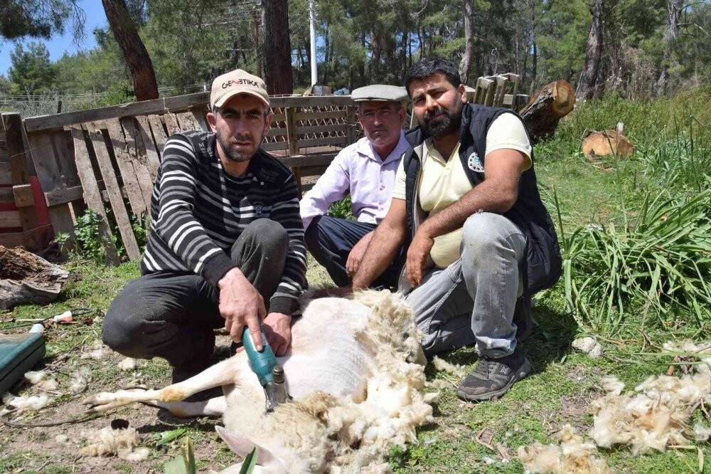 Koyun kırkma işinden günlük 2 bin TL kazanıyor