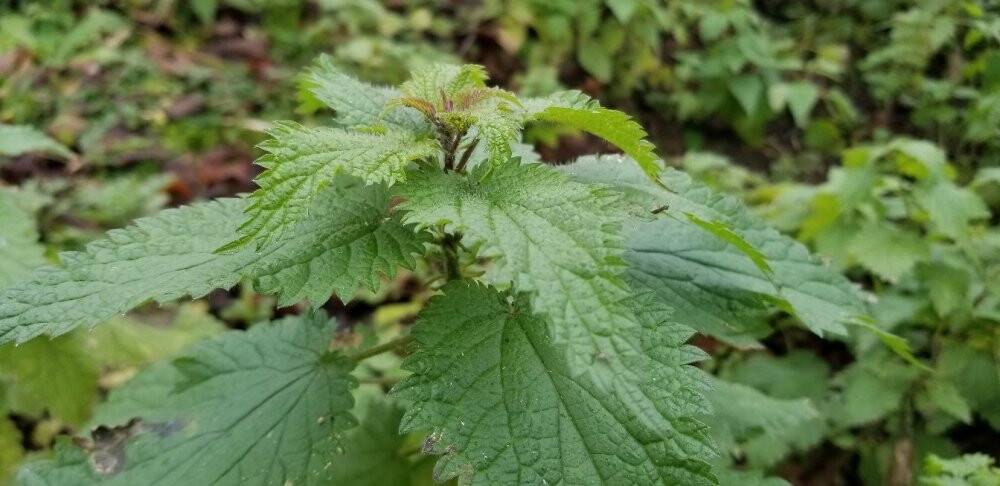Giresun Isırganı coğrafi işaret aldı