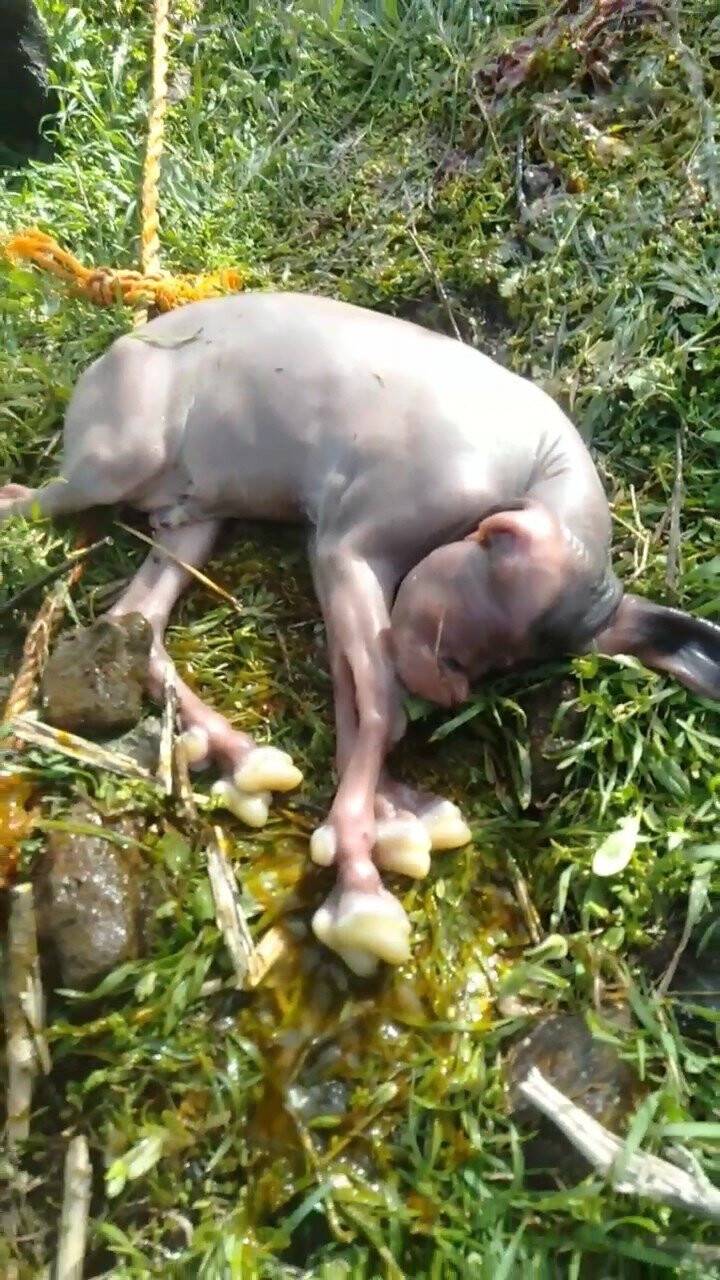 Yeni doğan keçiyi görenler gözlerine inanamadı: Hem tüysüz hem tek gözlü