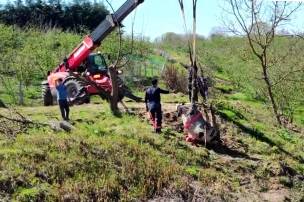 Dereye düşen büyükbaş hayvanı böyle kurtardılar