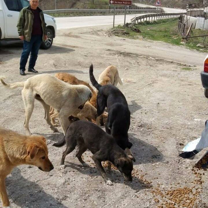 Yığılca’da hayvanlar için doğaya mama bırakıldı