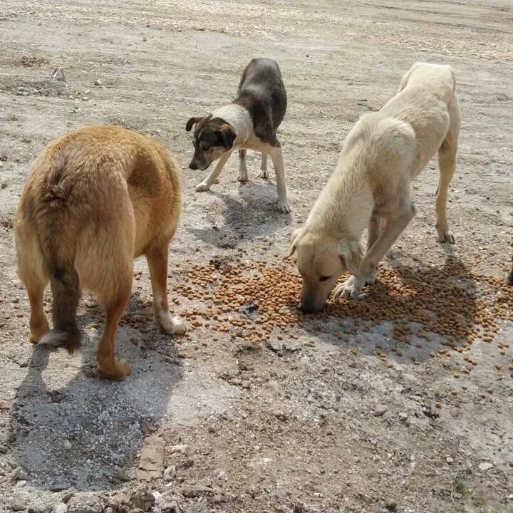 Yığılca’da hayvanlar için doğaya mama bırakıldı