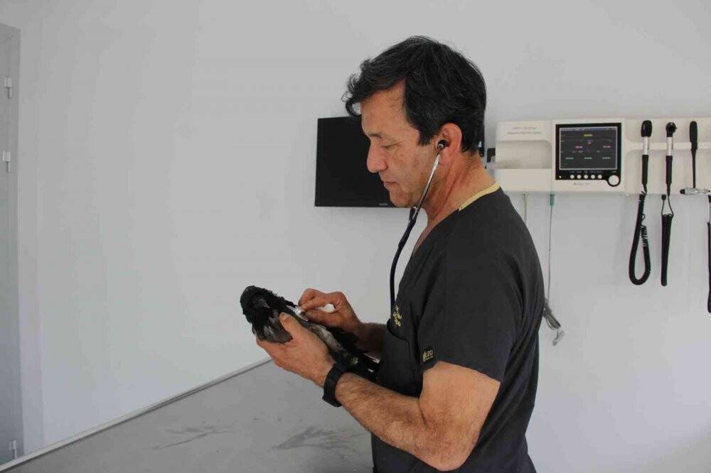 Yaralandı, işkence gördü, uçarak hayvan hastanesine geldi