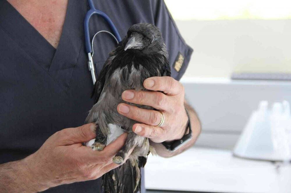 Yaralandı, işkence gördü, uçarak hayvan hastanesine geldi
