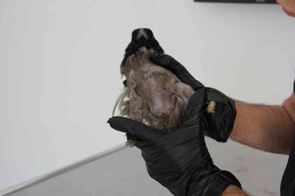 Yaralandı, işkence gördü, uçarak hayvan hastanesine geldi