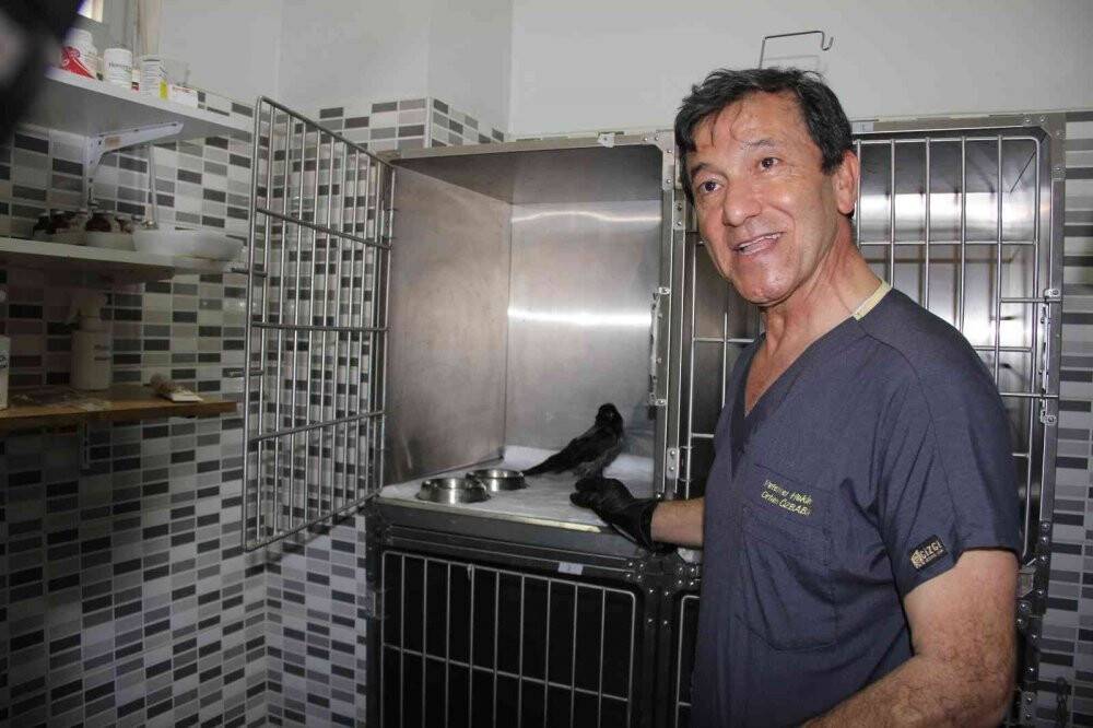 Yaralandı, işkence gördü, uçarak hayvan hastanesine geldi