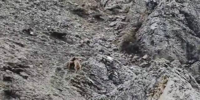 Yavru ayıların oyunu kameralarda