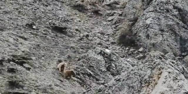 Yavru ayıların oyunu kameralarda