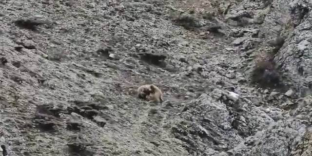 Yavru ayıların oyunu kameralarda