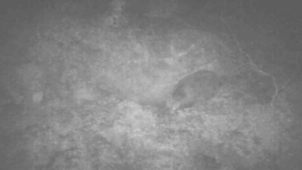 Ayı ile burun buruna gelecekken aldıkları kararla ölümden döndüler