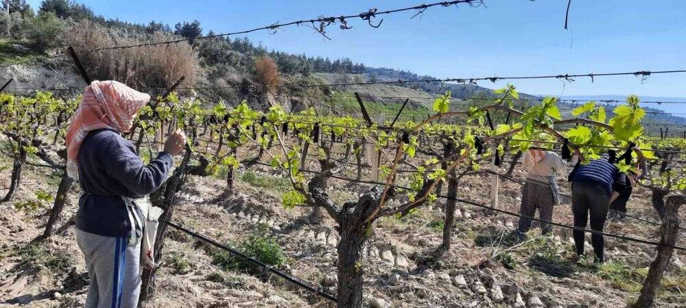 Üzüm bağlarına salkım güvesine karşı biyoteknik mücadele alanları artıyor
