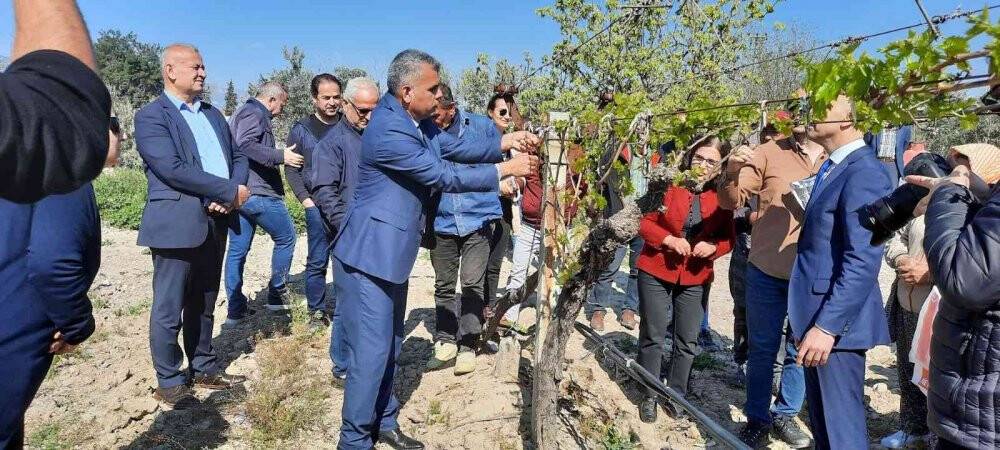 Üzüm bağlarına salkım güvesine karşı biyoteknik mücadele alanları artıyor