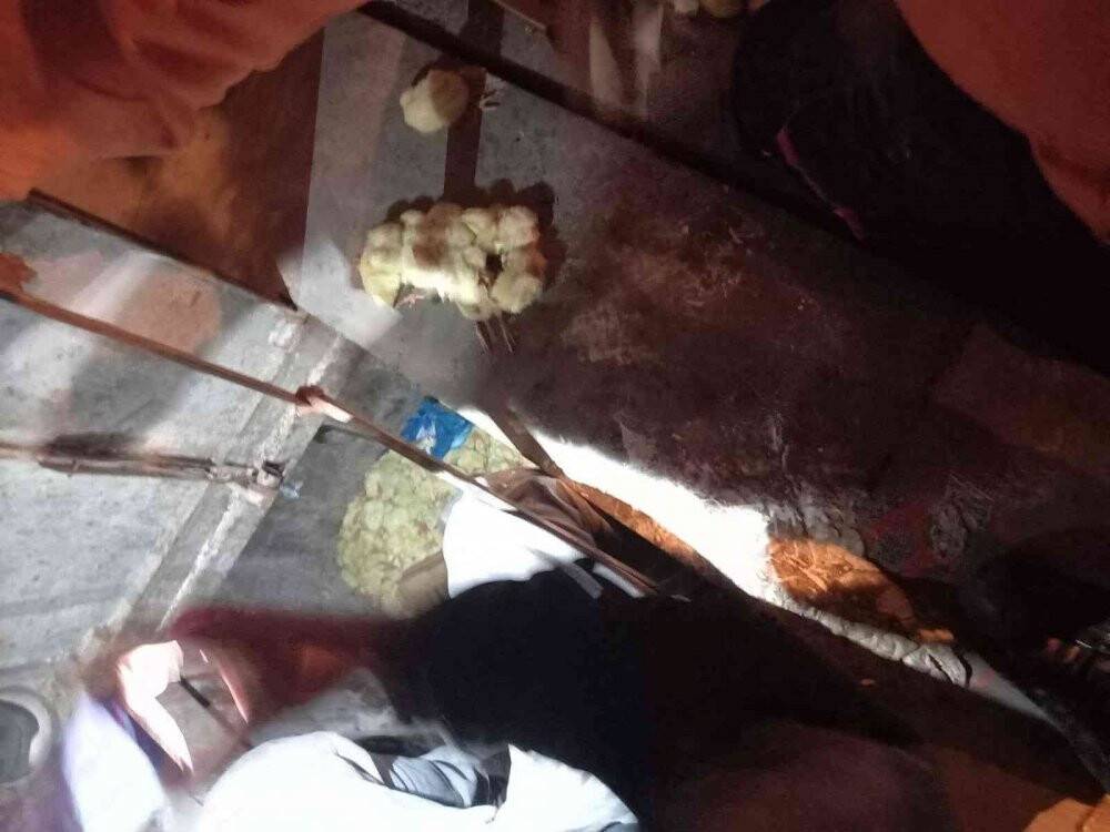 Bir kısmı ölmüş 200’ye yakın civciv çöpe atılmış halde bulundu