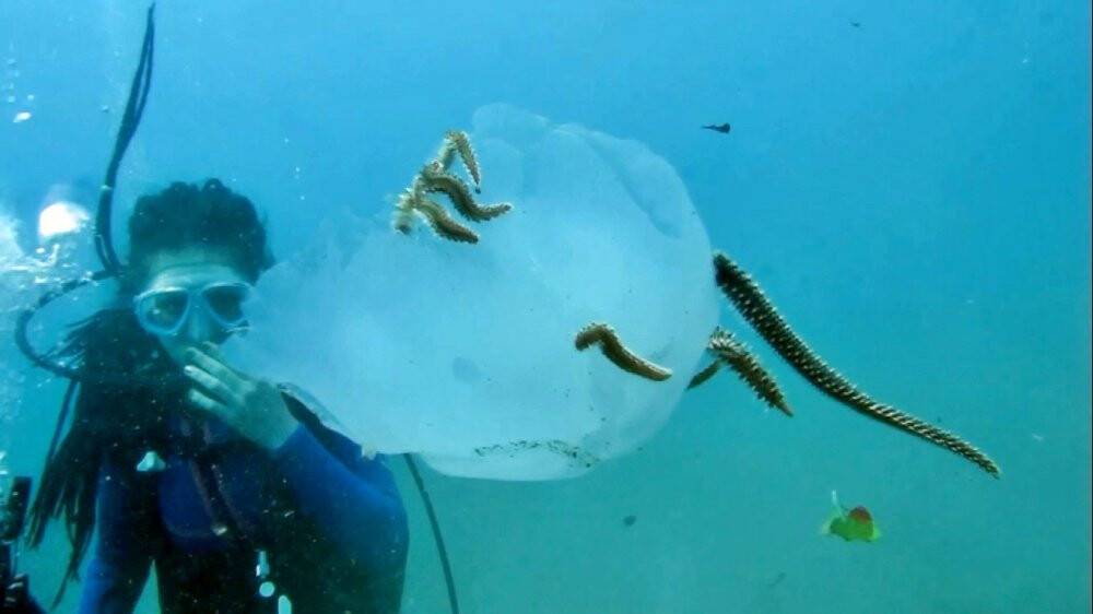 Binlercesi kıyıya vurmuştu bu sefer çıyanlara yem olurken görüntülendiler