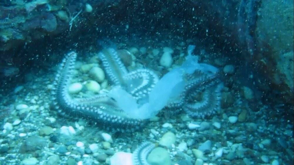 Binlercesi kıyıya vurmuştu bu sefer çıyanlara yem olurken görüntülendiler